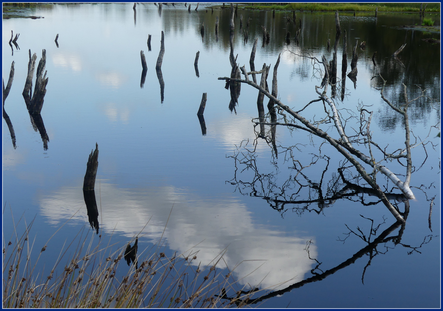 Naturschutzgebiet Wittmoor - Norderstedt/Hamburg