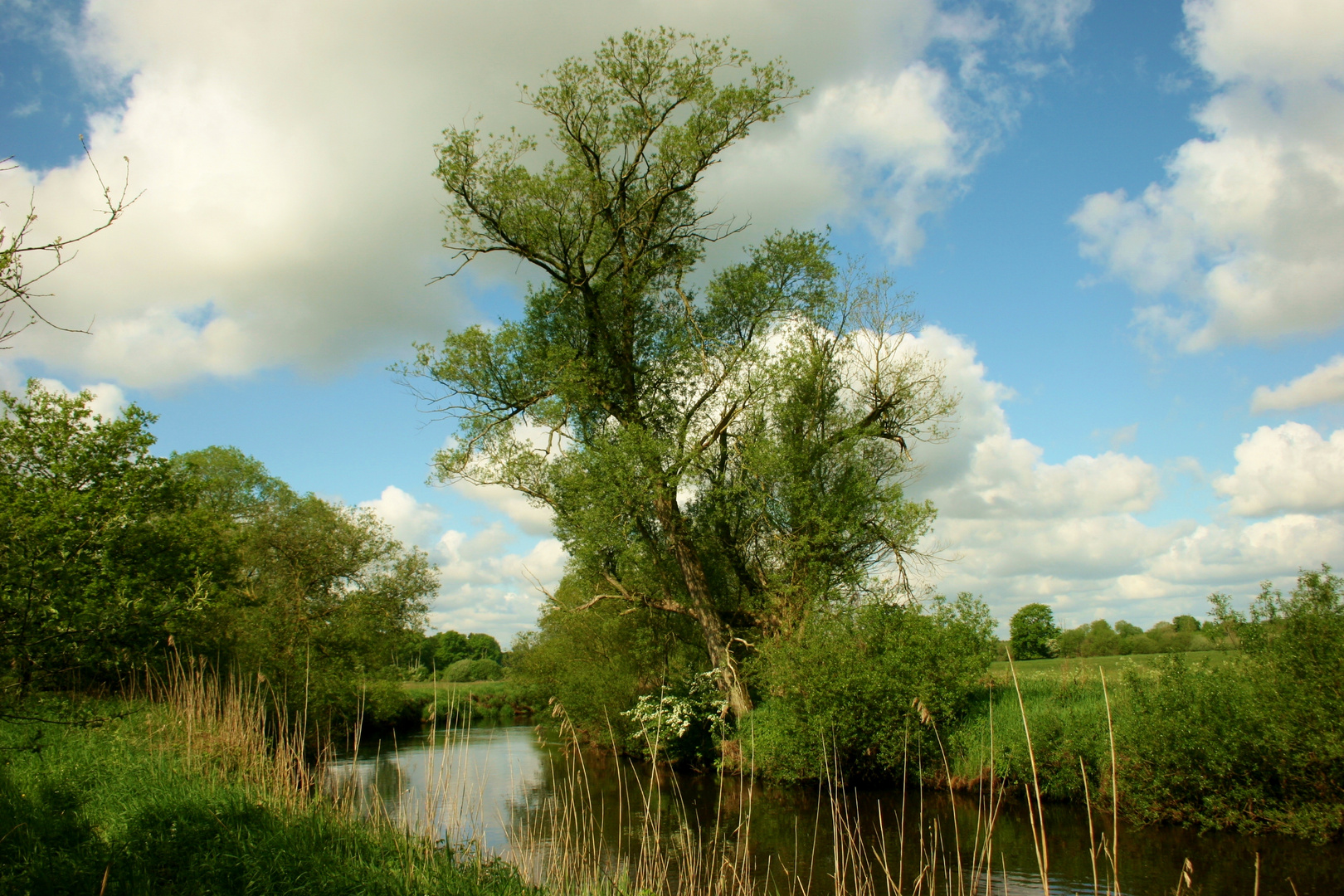 Naturschutzgebiet Wümme im Frühling