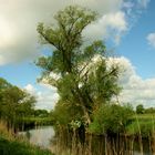 Naturschutzgebiet Wümme im Frühling