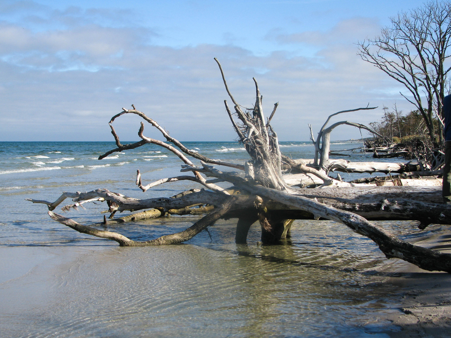 Naturschutzgebiet - Zingst, Darss