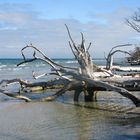 Naturschutzgebiet - Zingst, Darss