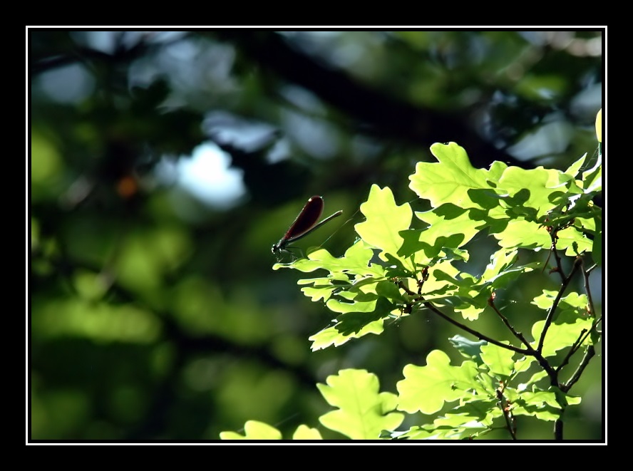 Naturschutzgebiete Teil2