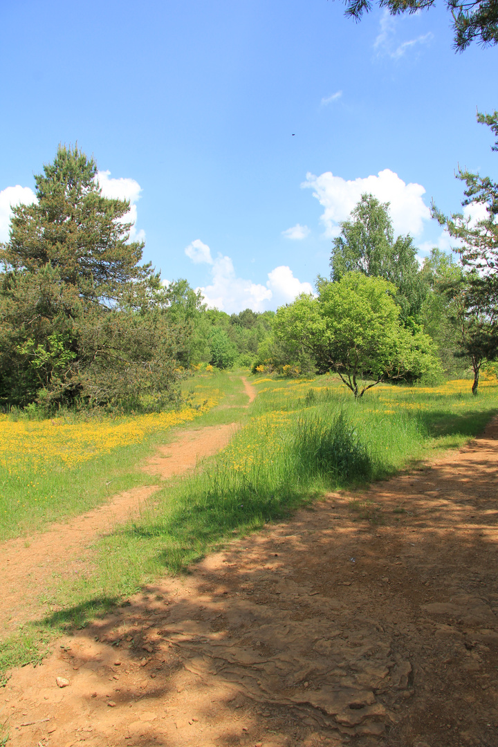 Naturschuzgebiet im Süden Luxembourgs