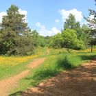 Naturschuzgebiet im Süden Luxembourgs