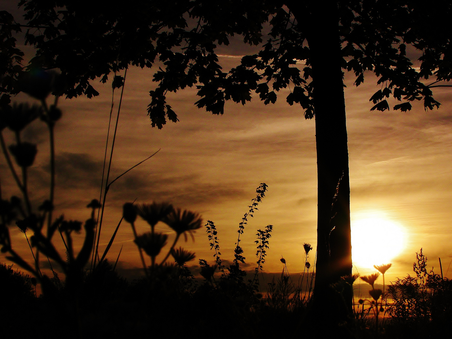 Natursillouette