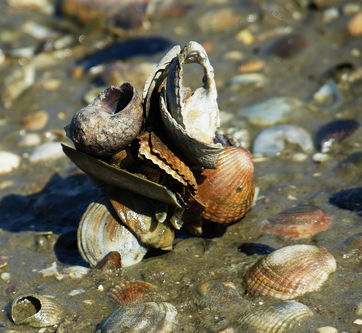 Naturskulptur am Strand aus Muscheln