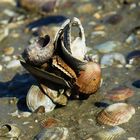 Naturskulptur am Strand aus Muscheln