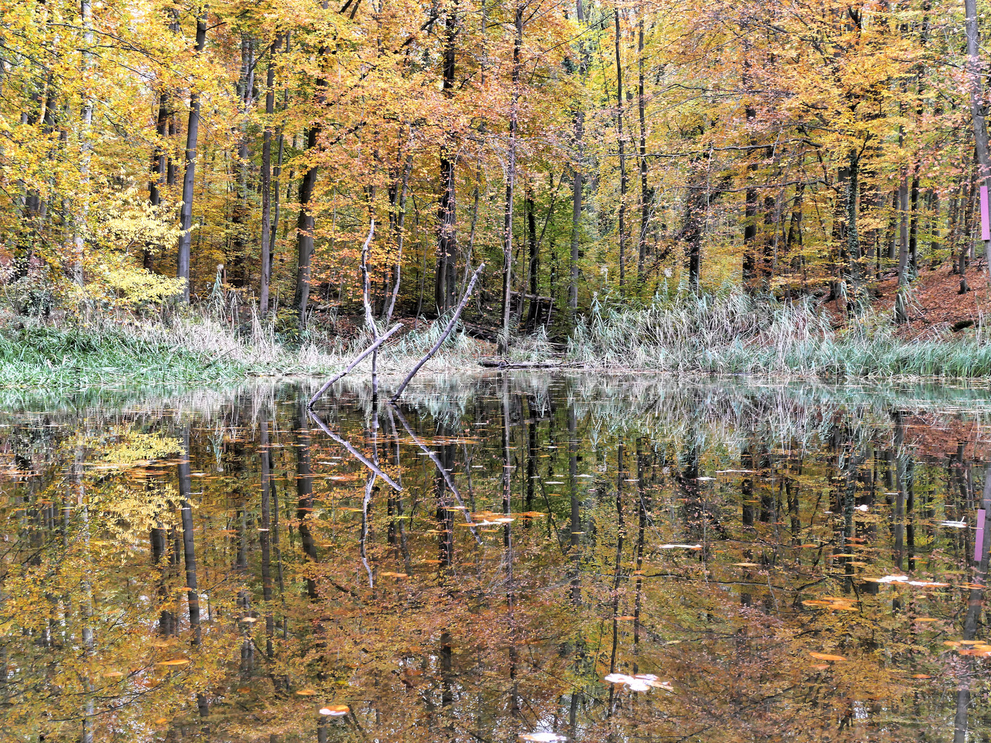 Naturskulptur im Teich