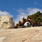 Naturskulptur im Yosemite NP