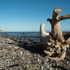 Naturskulptur "Sonnenanbeter"