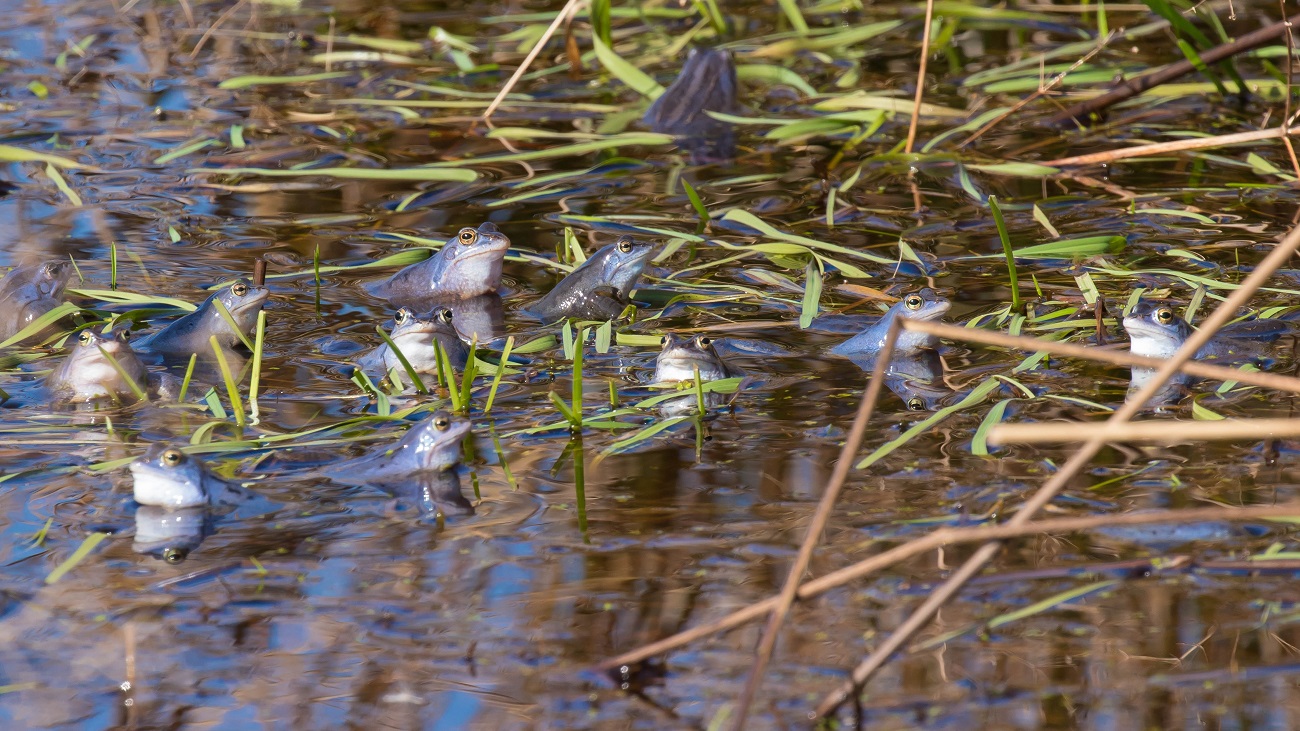  Naturspektakel blaue Frösche im Frühling