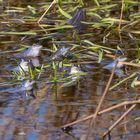  Naturspektakel blaue Frösche im Frühling