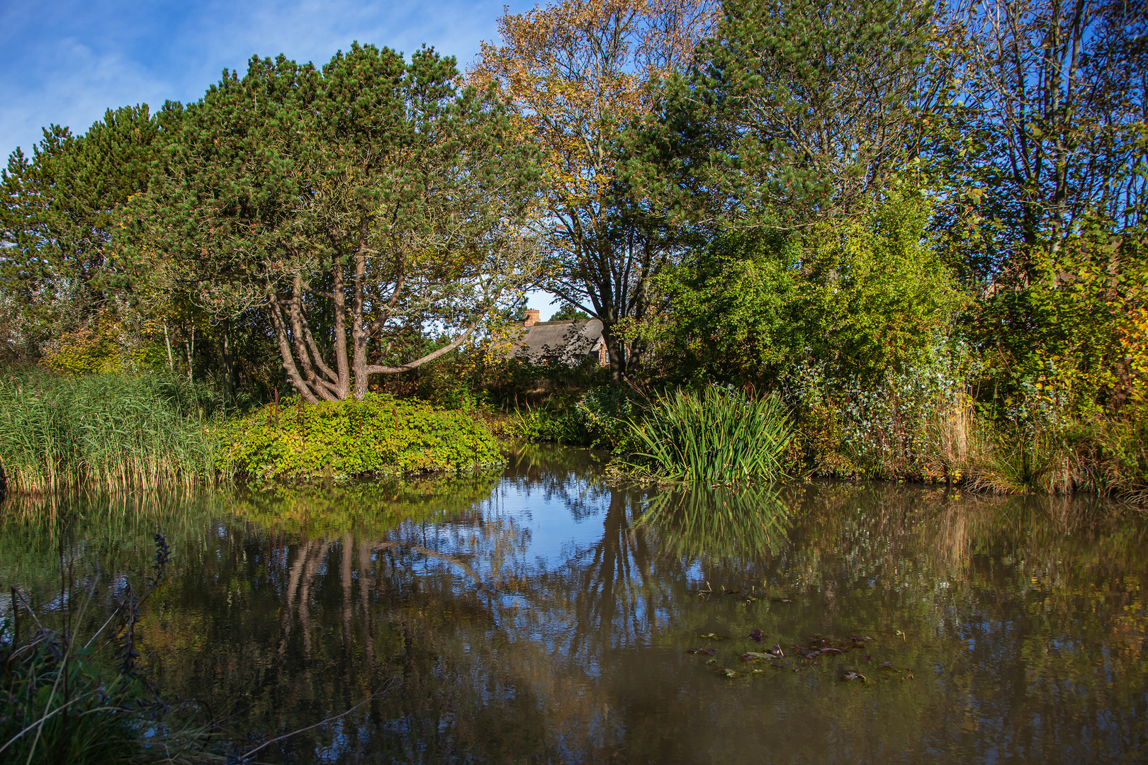 Naturspiegel im Teich