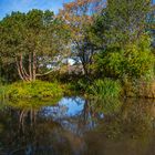 Naturspiegel im Teich