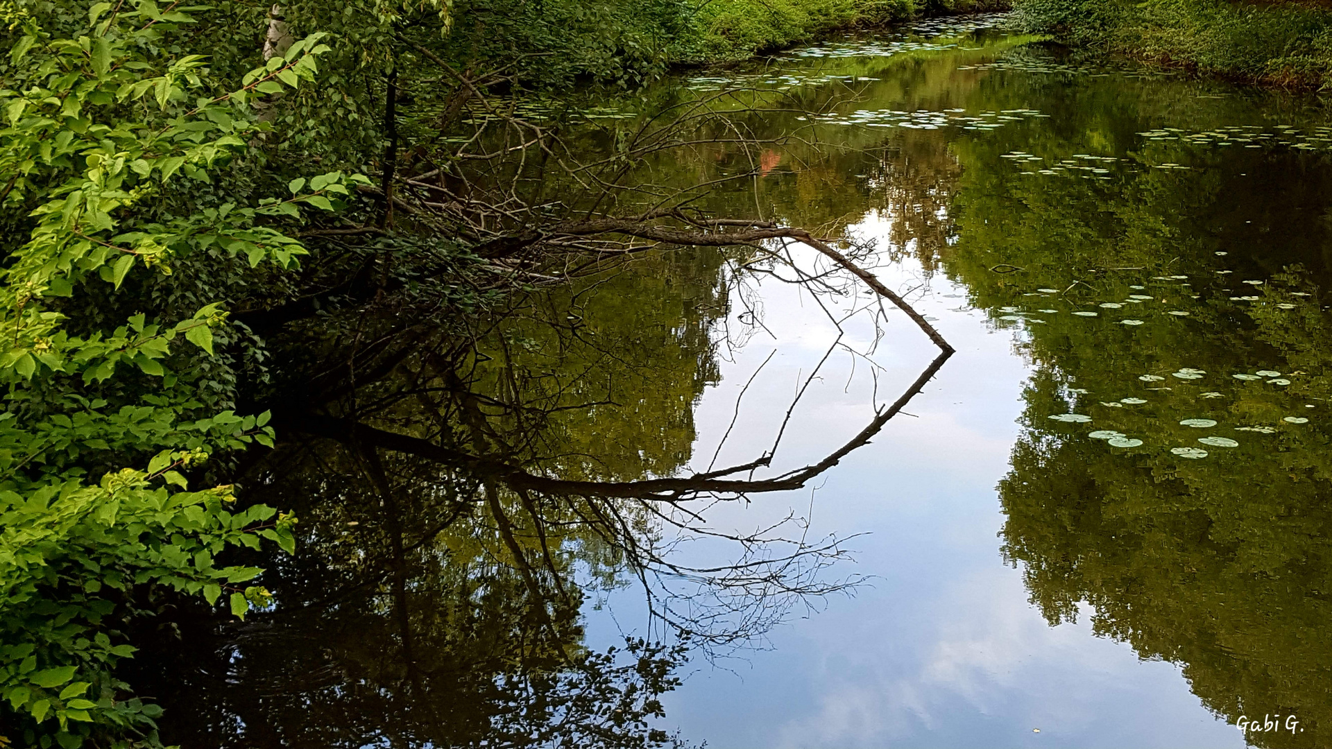 Naturspiegelung 