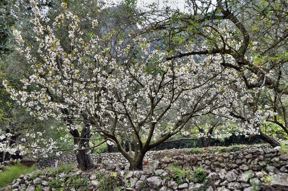 Natursteinmauer und Kirschbäume