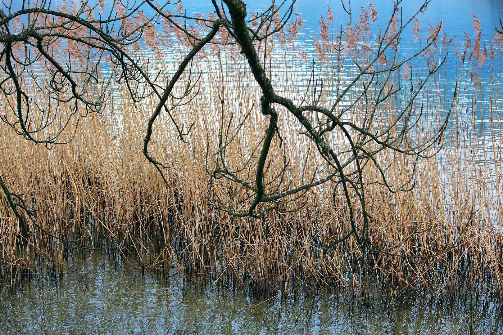 Naturstimmung am See