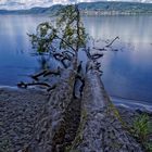 Naturstrand am Bodensee