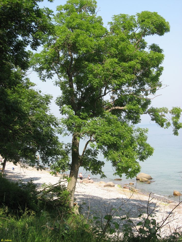 Naturstrand auf Fehmarn