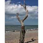 Naturstrand auf Hiddensee