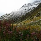 Naturszene im Schweizer Alpen...