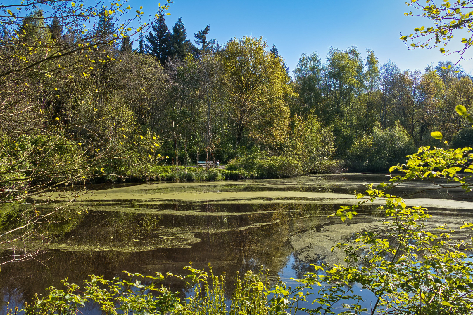 Naturteich im Naturschutzgebiet