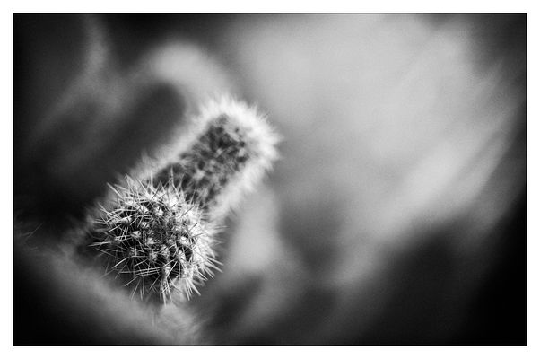 NaturUnscharf I - Kaktus