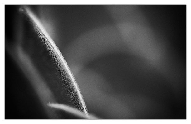 NaturUnscharf II - Härchen