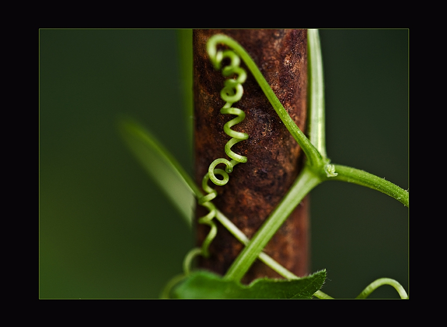 Natur~verbunden