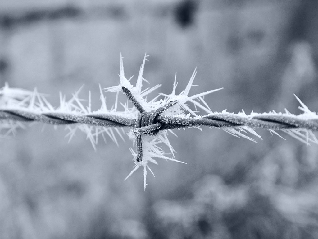 Naturverstärkter Stacheldraht