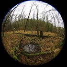 Naturwald gesehen durch das Fisheye am 5.2.16