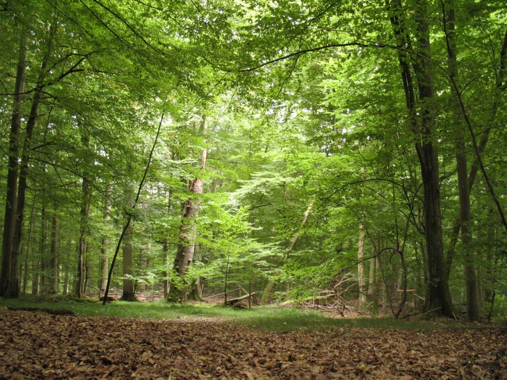 Naturwaldreservat Waldhaus im Steigerwald