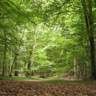 Naturwaldreservat Waldhaus im Steigerwald