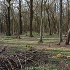 Naturwaldzelle im Lindenberger Wald, Niederzier