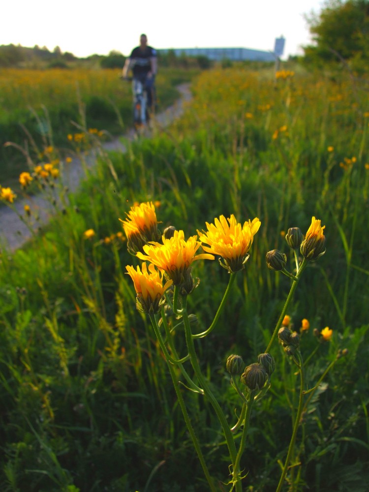 Naturwege