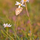 Naturwiese mit Schachbrettfalter