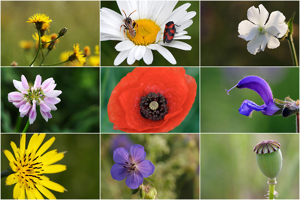 Naturwiesen-Collage