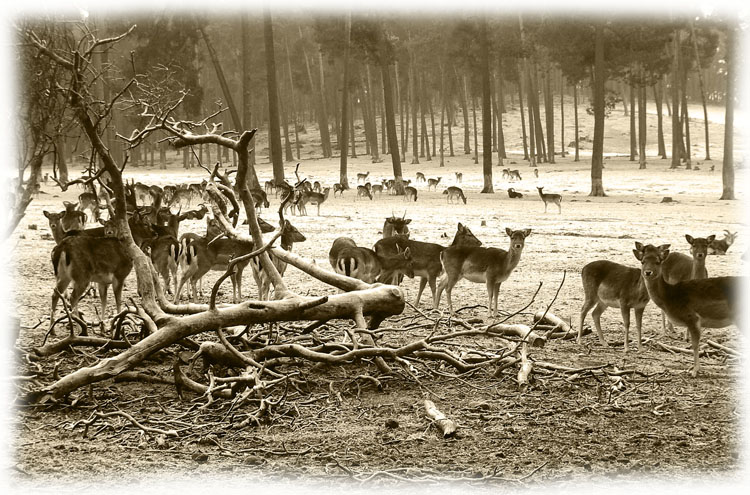 Naturwildpark Granat ( Haltern am see)