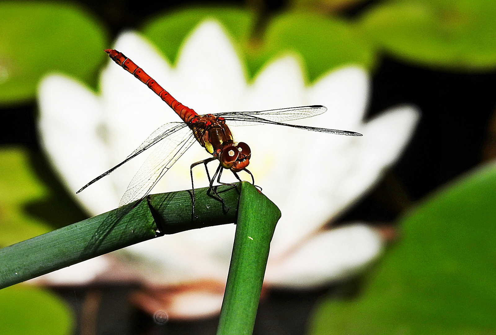 Naturwunder (Heidelibelle)