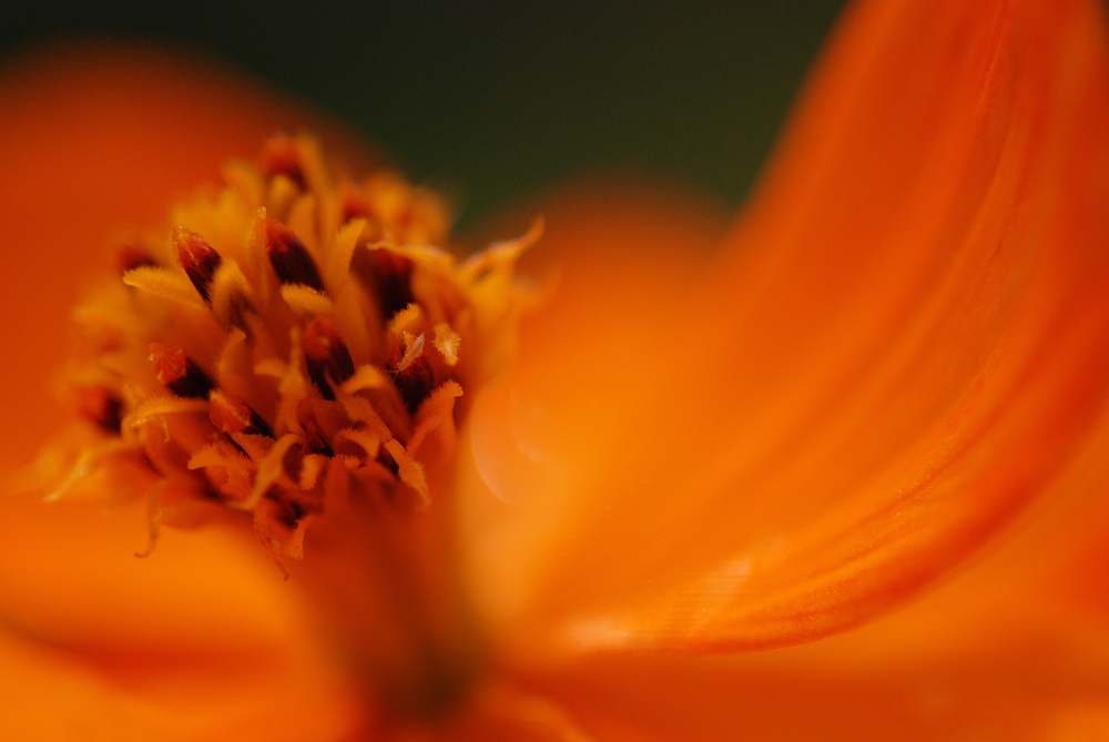 Naturwunder in Rot