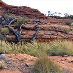 Naturwunder Kings Canyon (2). Watarrka NP, Red Centre. Australien