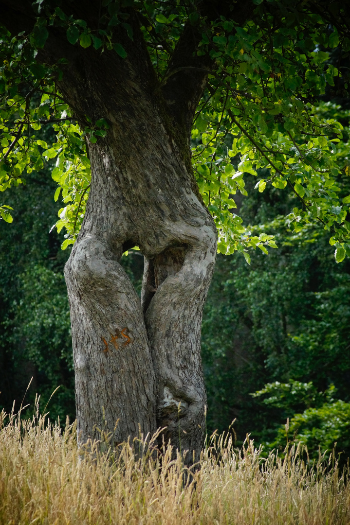 Naturwunder passieren tatsächlich