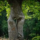 Naturwunder passieren tatsächlich