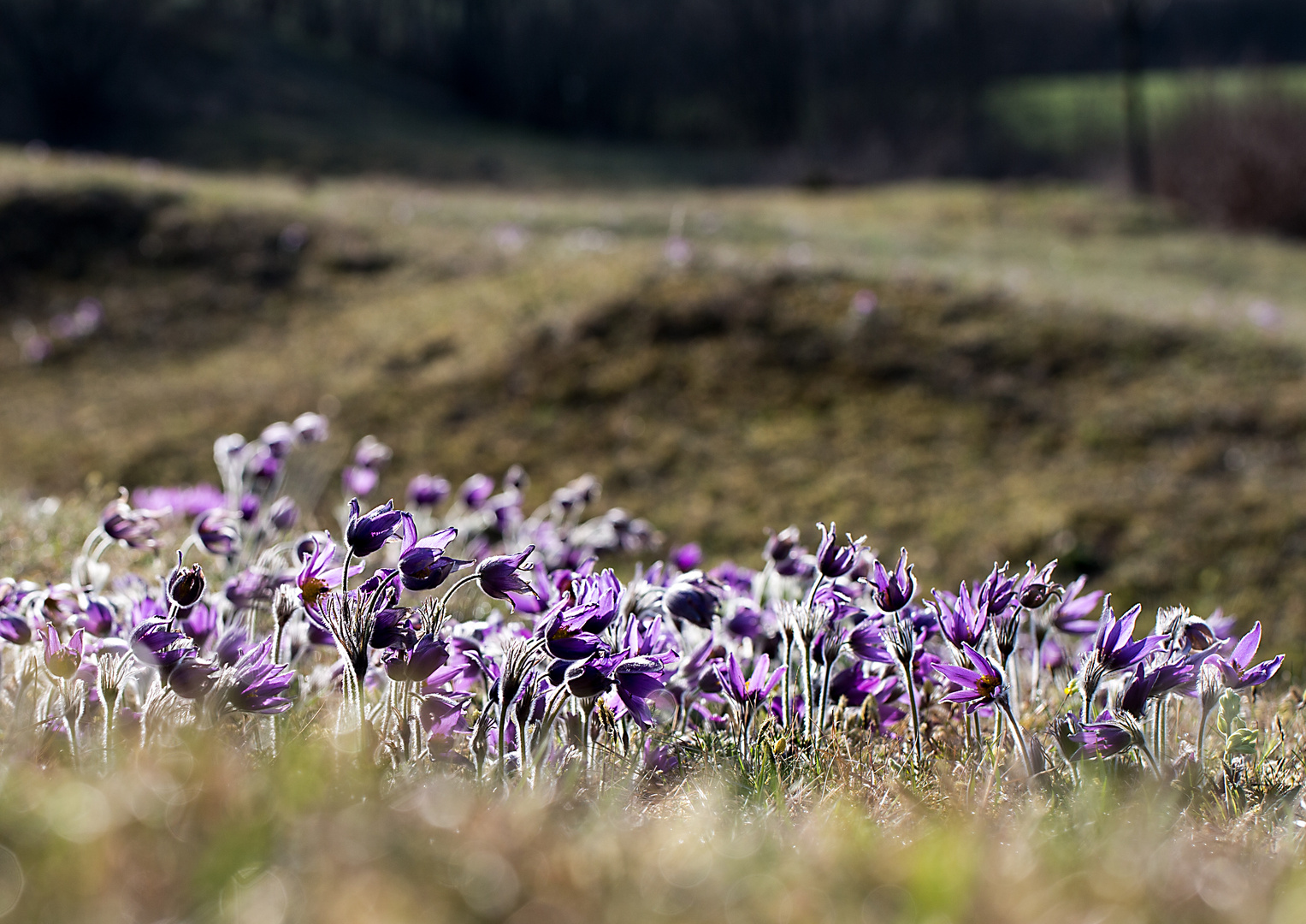 Naturwunder Schwäbische Alb