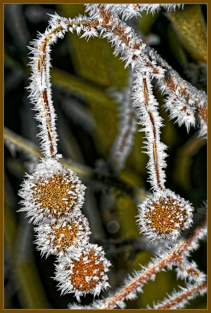 Naturwunder, von Schneehäubchen zu Eiskristallen