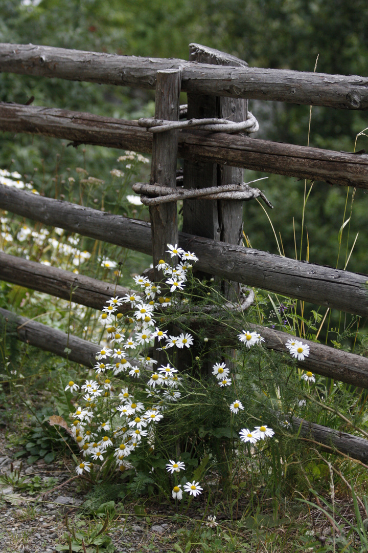 Naturzaun - blumenbewachsen