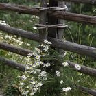 Naturzaun - blumenbewachsen