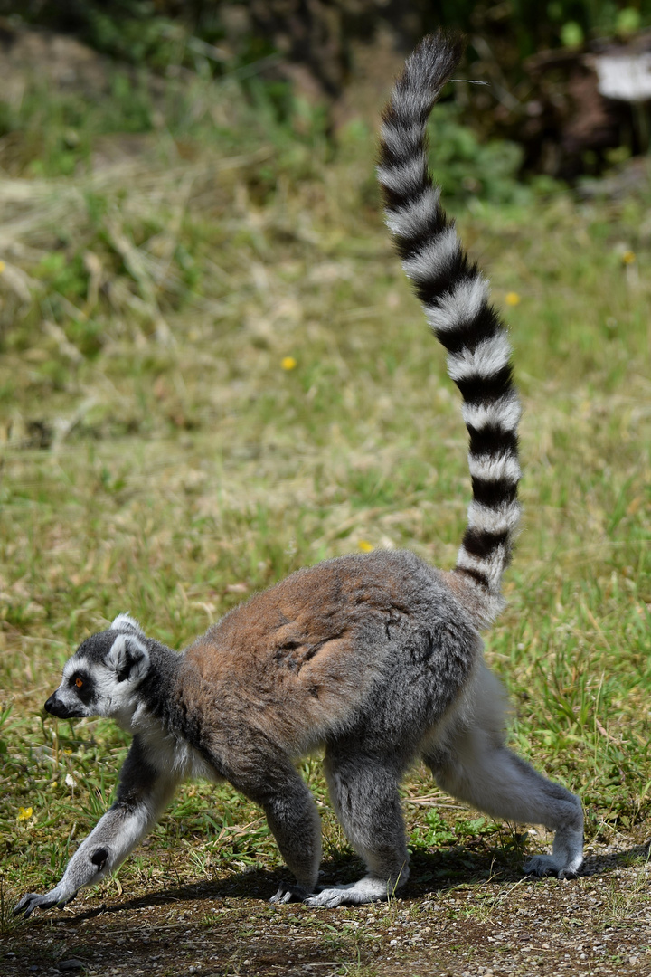 Naturzoo Rheine