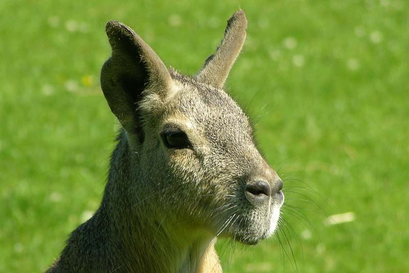 Naturzoo Rheine 1