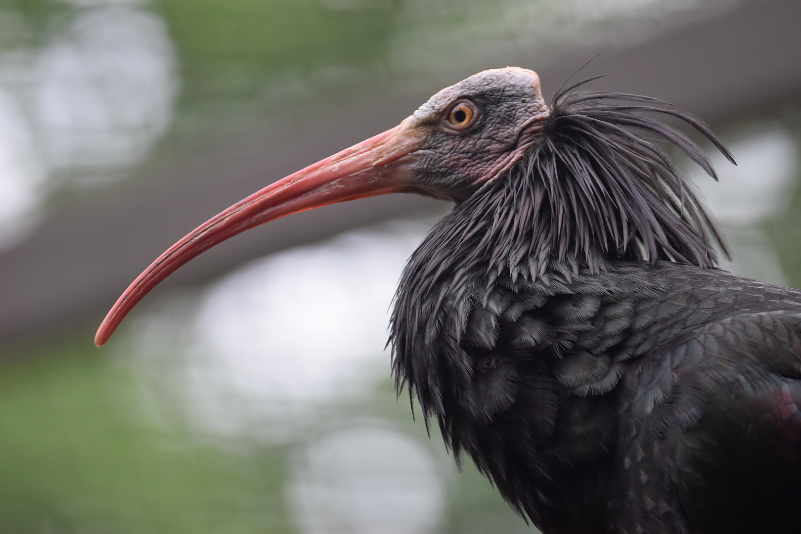 Naturzoo Rheine